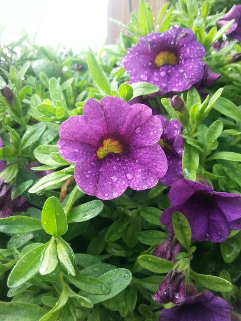 Close-up of purple flowers