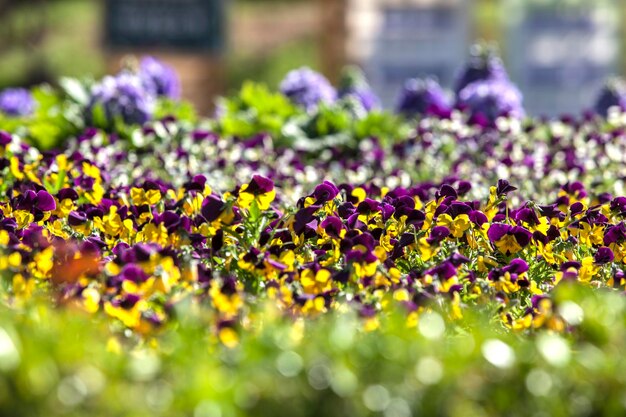 Close-up of purple flowers