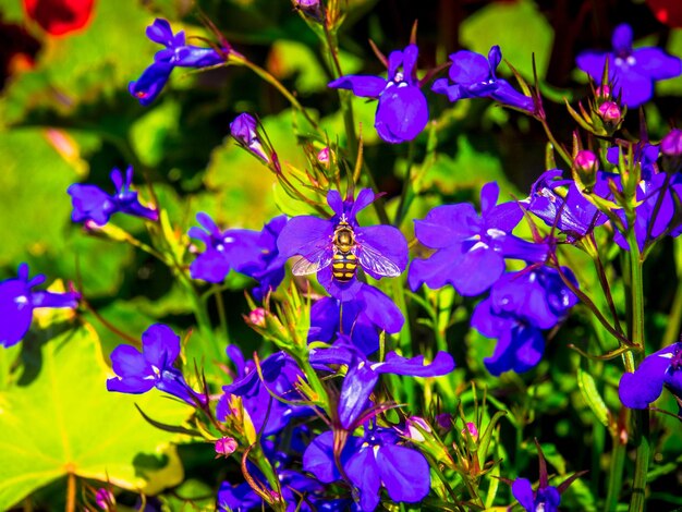 Close-up of purple flowers