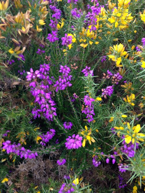 Close-up of purple flowers