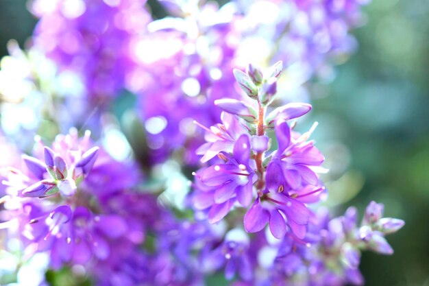 Close-up of purple flowers