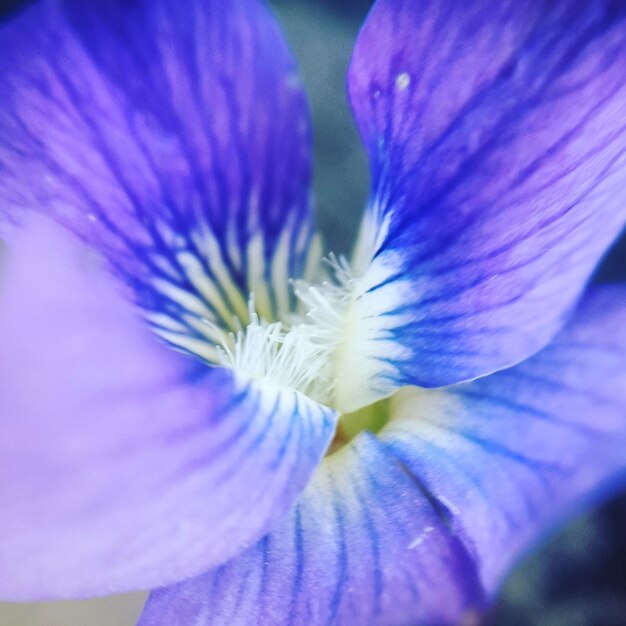 Close-up of purple flowers