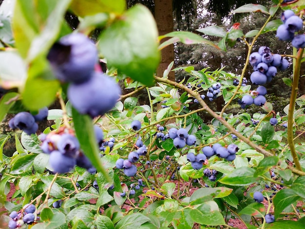 Foto prossimo piano di fiori viola