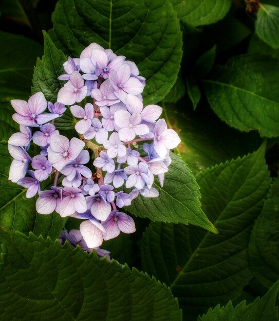 Foto prossimo piano di fiori viola