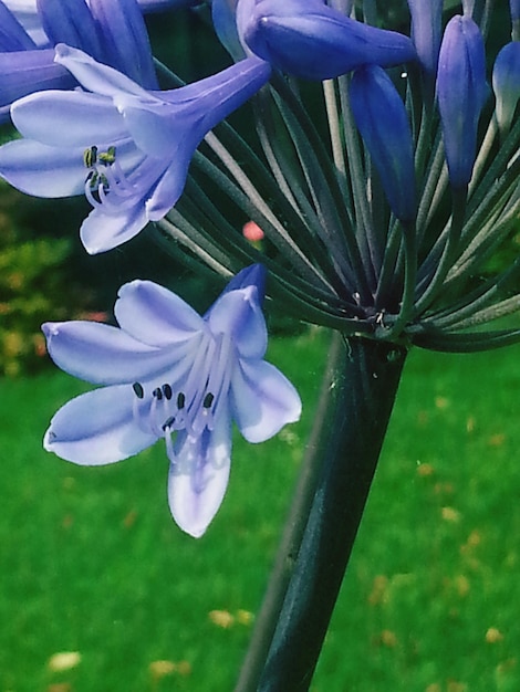 Photo close-up of purple flowers