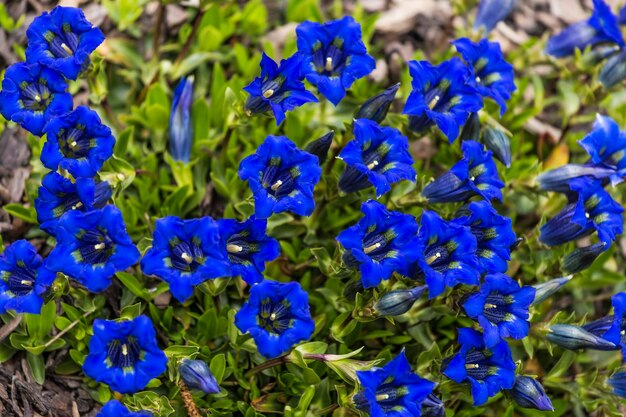 Close-up of purple flowers