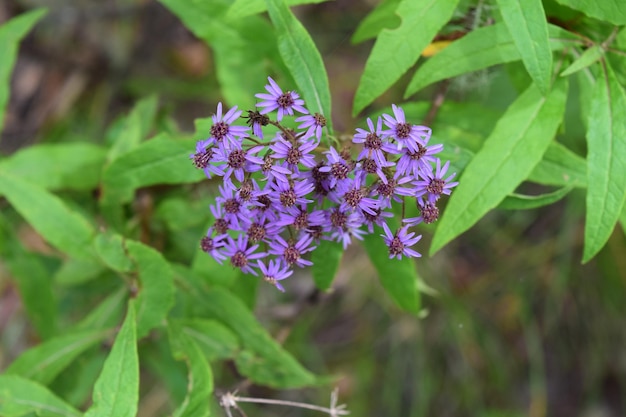 Photo close-up of purple flowers