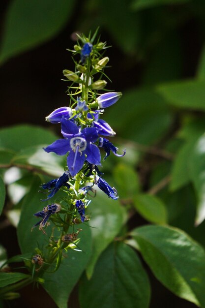 Close-up of purple flowers