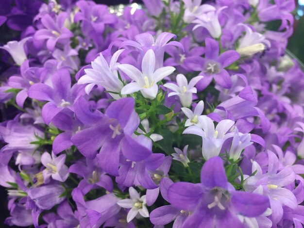 Close-up of purple flowers