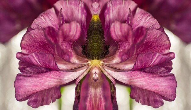 Foto prossimo piano di fiori viola