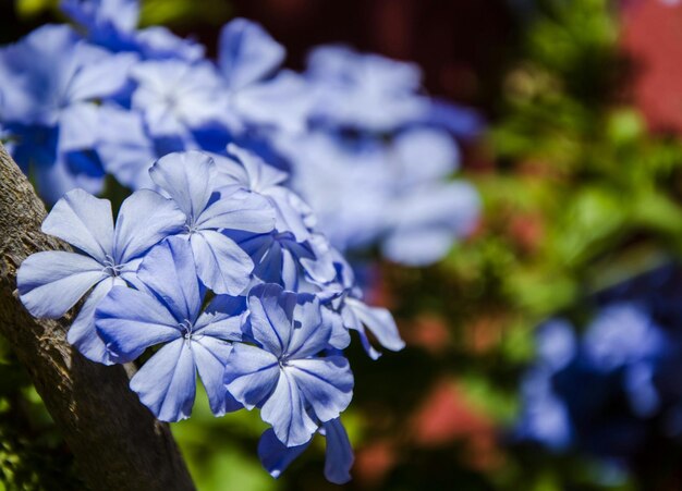 Foto prossimo piano di fiori viola