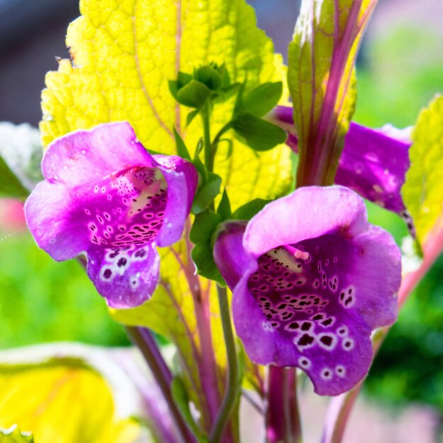 Close-up of purple flowers