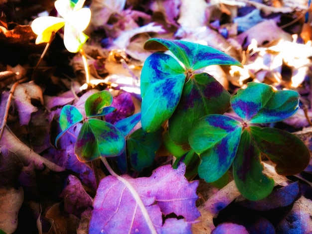 Foto prossimo piano di fiori viola