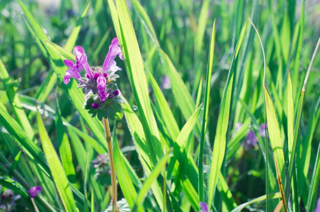 Close-up of purple flowers