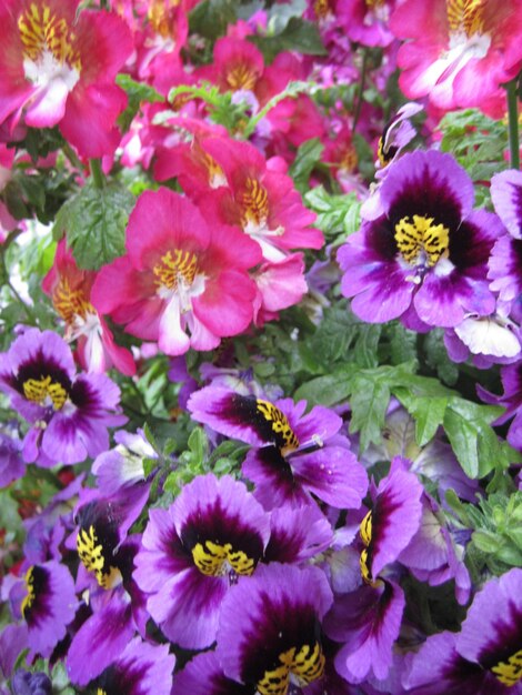 Close-up of purple flowers