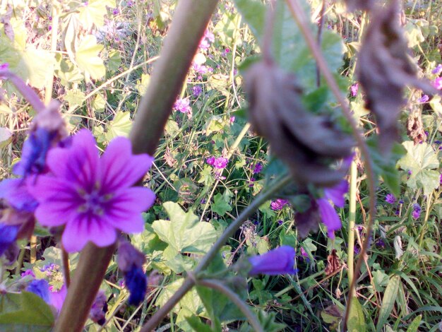 Close-up of purple flowers