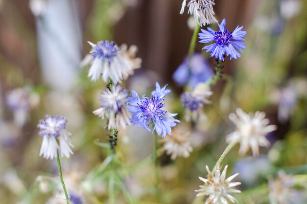 Foto close-up di fiori viola