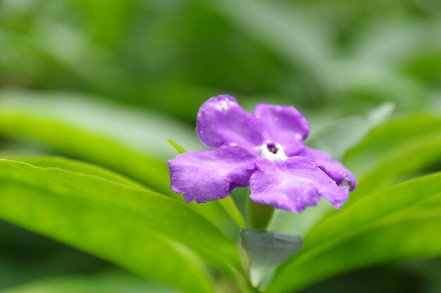 Close-up of purple flowers