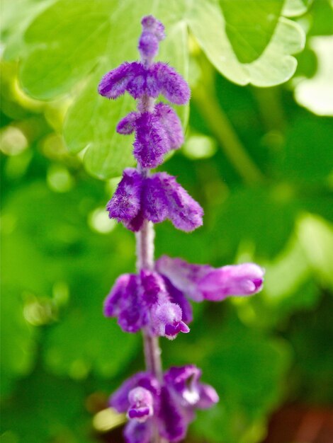 Foto prossimo piano di fiori viola