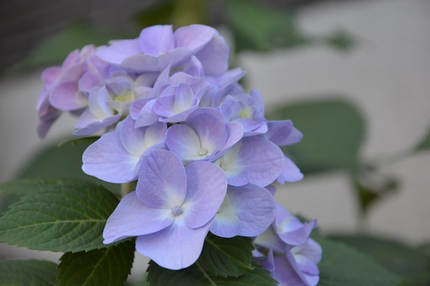 紫色の花のクローズアップ