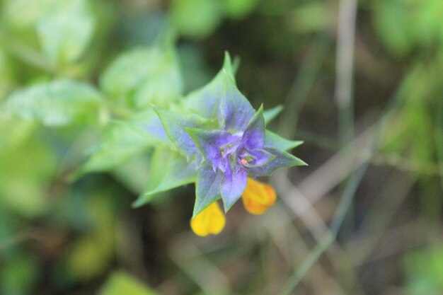 Close-up of purple flowers