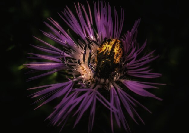 Foto prossimo piano di fiori viola