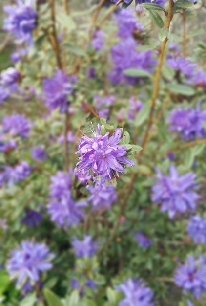 Foto prossimo piano di fiori viola