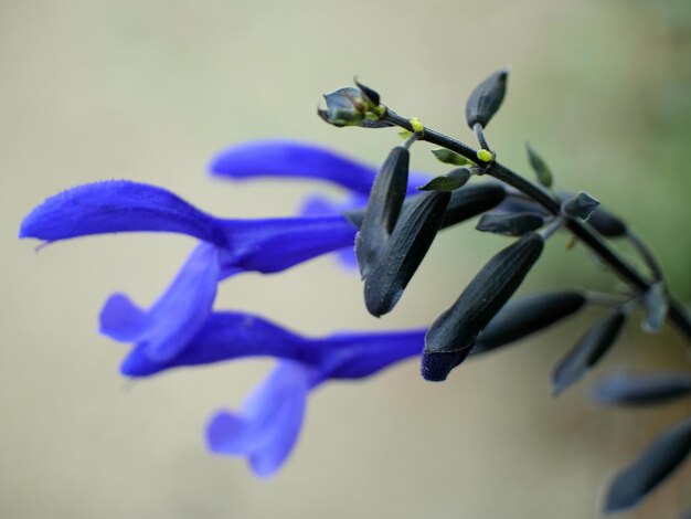 Close-up of purple flowers