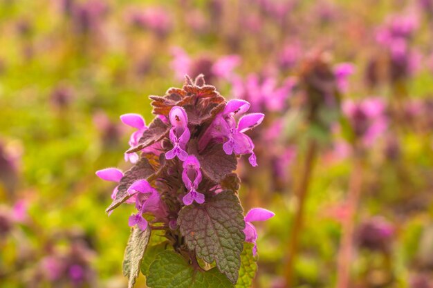 Close-up of purple flowers