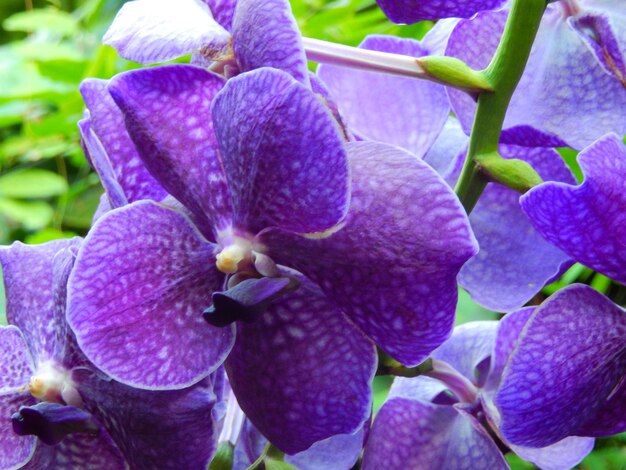 Close-up of purple flowers