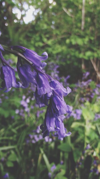 Photo close-up of purple flowers