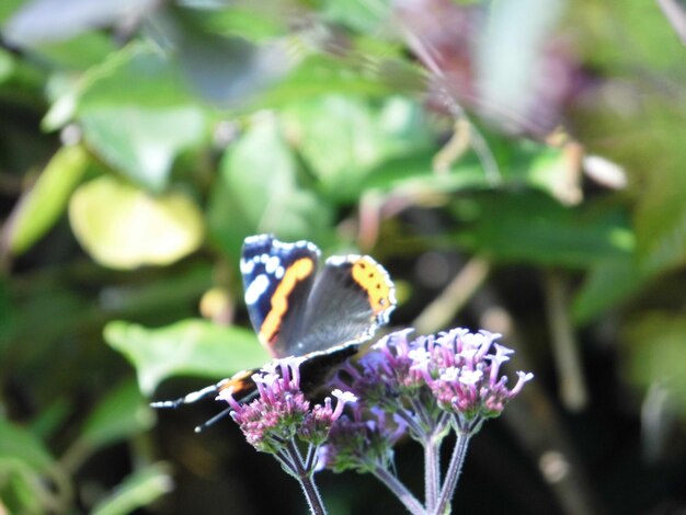 Foto prossimo piano di fiori viola