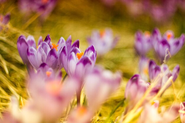 Close-up of purple flowers