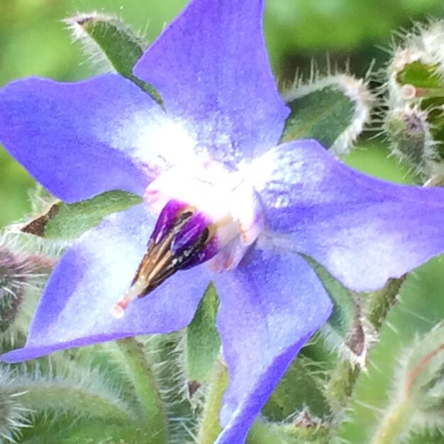 Close-up of purple flowers