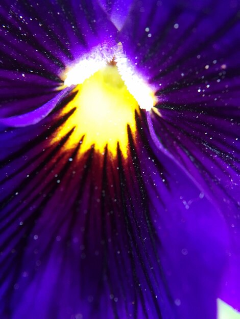 Close-up of purple flowers