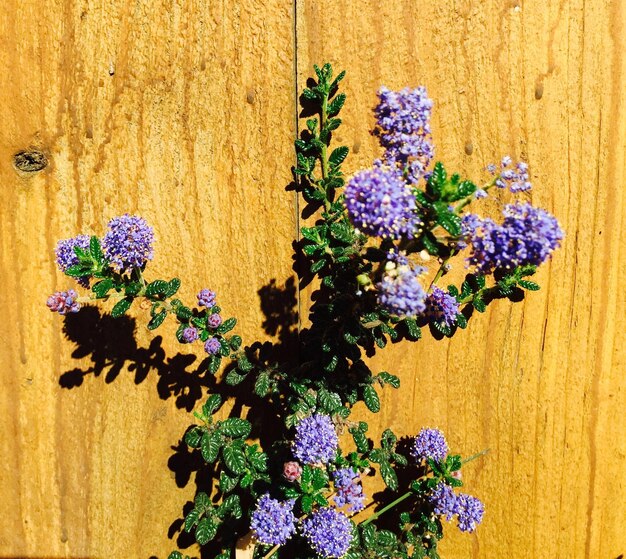 Close-up of purple flowers