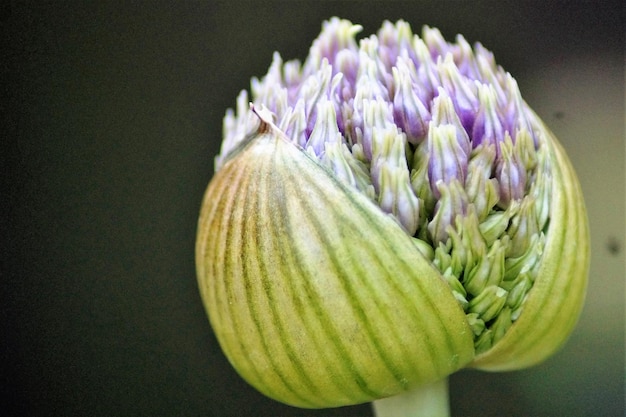 Foto prossimo piano di fiori viola