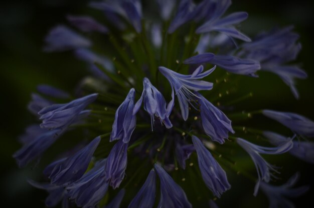 Photo close-up of purple flowers