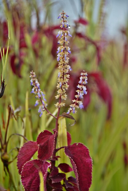 Photo close-up of purple flowers