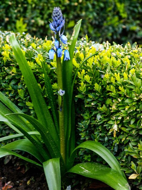 Close-up of purple flowers