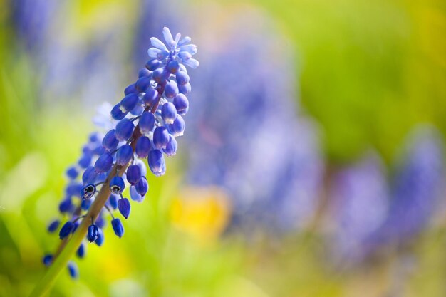 紫の花のクローズアップ