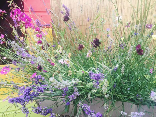 Photo close-up of purple flowers