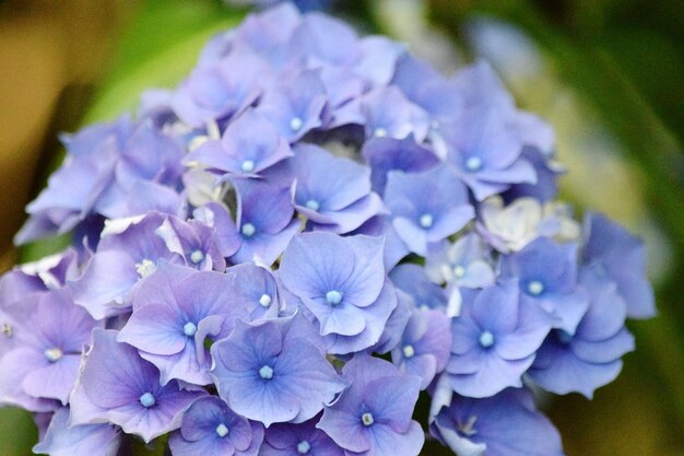 Close-up of purple flowers