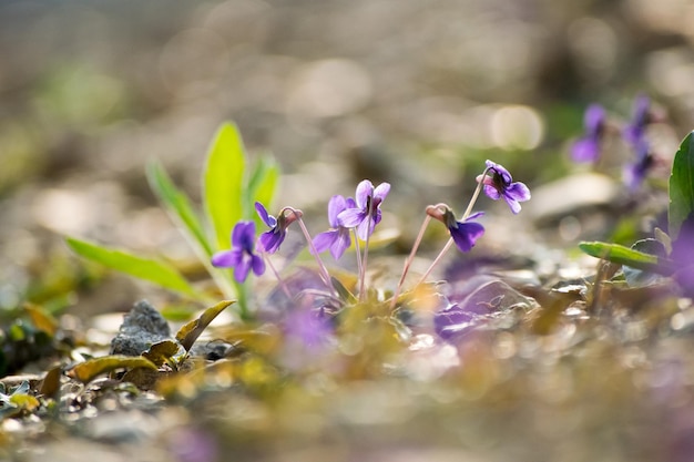 紫の花のクローズアップ