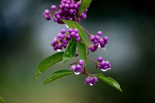 Photo close-up of purple flowers