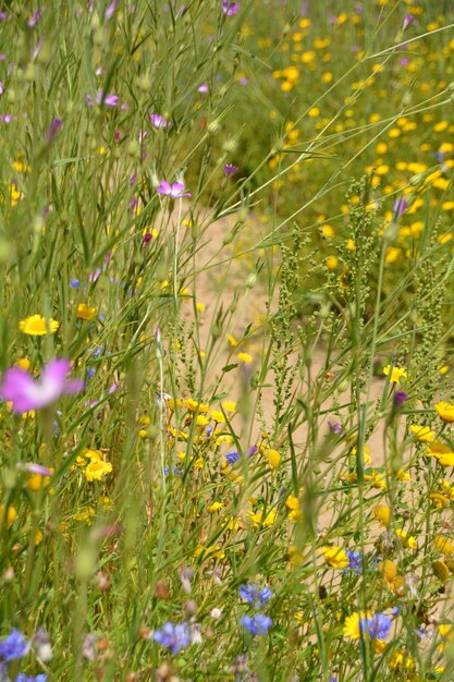 Foto close-up di fiori viola