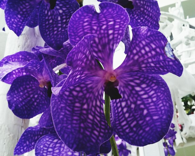 Close-up of purple flowers