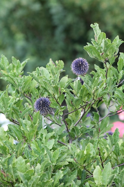 Close-up of purple flowers