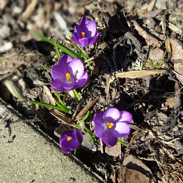 Close-up of purple flowers