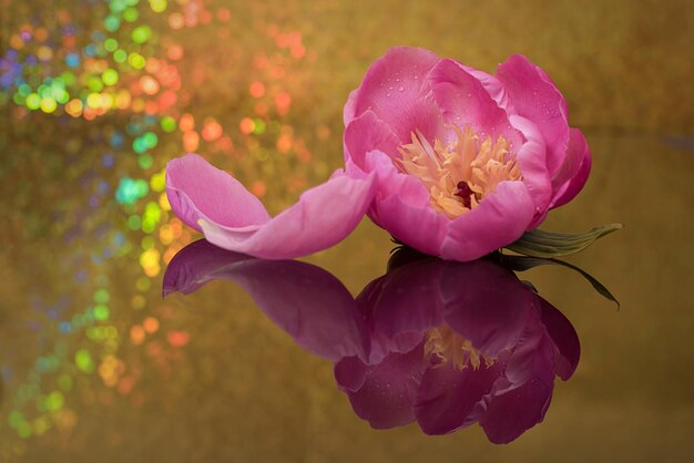 Photo close-up of purple flowers